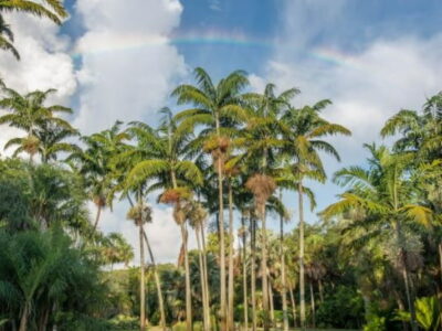 Tropical Miami Paradise Botanical Beauty