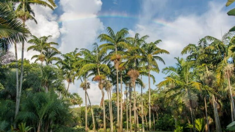 Tropical Miami Paradise Botanical Beauty