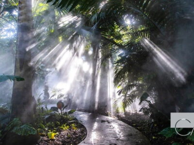 Tropical Miami Paradise Botanical Beauty