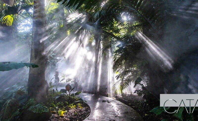 Tropical Miami Paradise Botanical Beauty